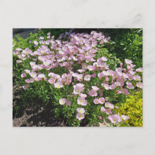Pink Evening Primrose Postcard