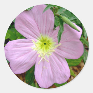 Pink evening primrose wild flower classic round sticker