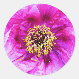 Pink Explosion Classic Round Sticker