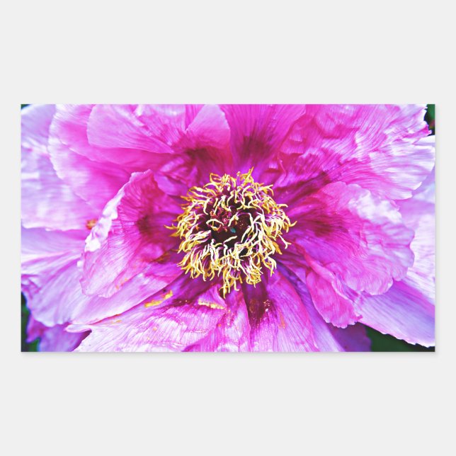 Pink Explosion Rectangular Sticker (Front)