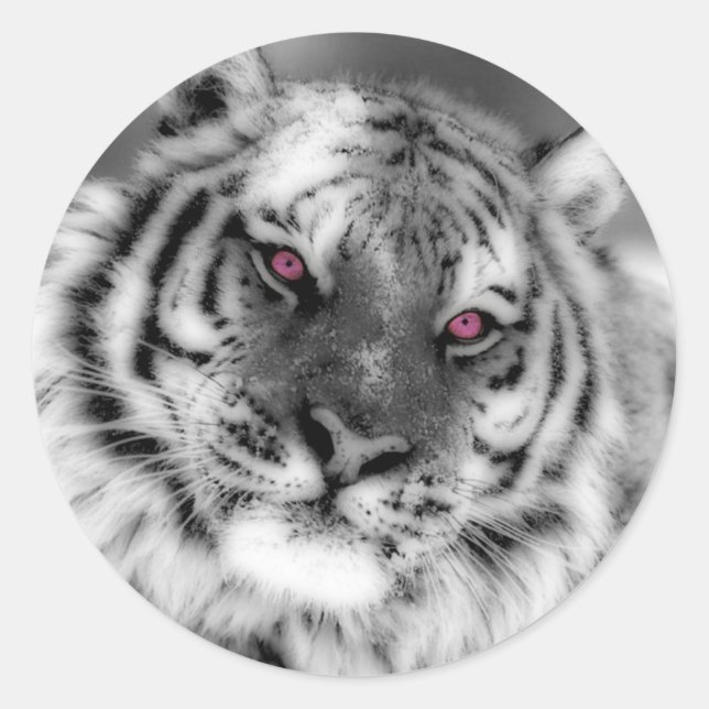 Pink Eyed Tiger Classic Round Sticker (Front)