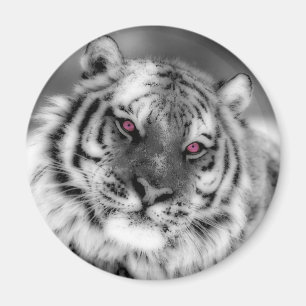 Pink Eyed Tiger Magnet
