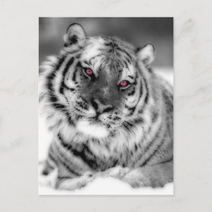 Pink Eyed Tiger Postcard