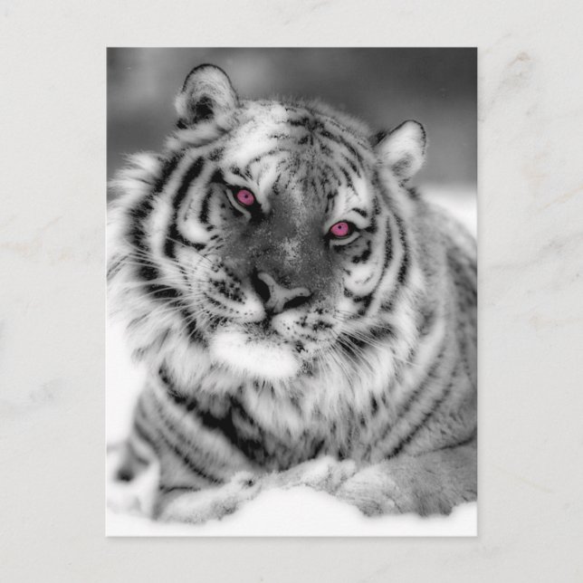 Pink Eyed Tiger Postcard (Front)