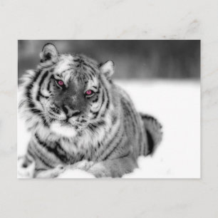 Pink Eyed Tiger Postcard