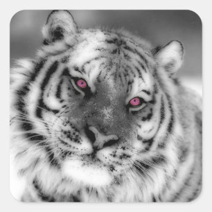 Pink Eyed Tiger Square Sticker