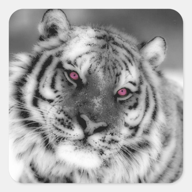 Pink Eyed Tiger Square Sticker (Front)