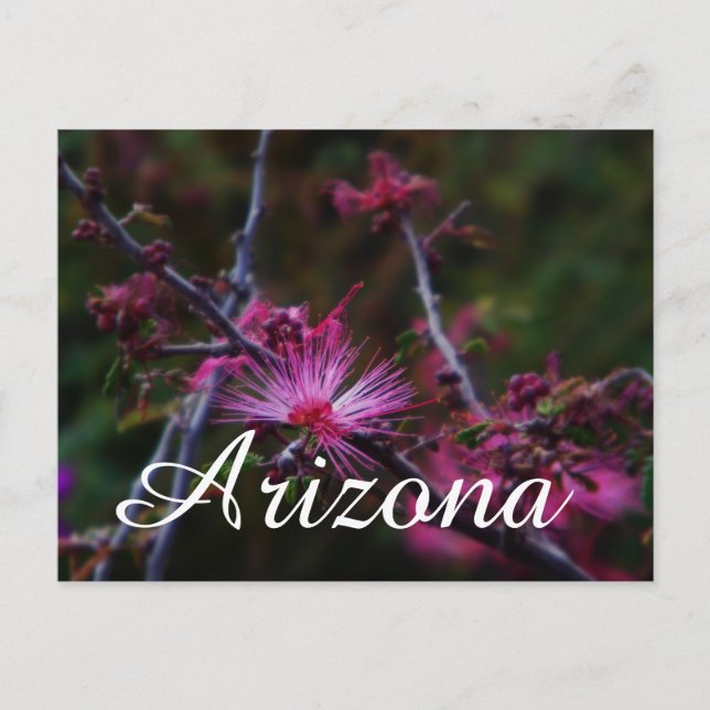 Pink Fairy Duster, Arizona postcard (Front)