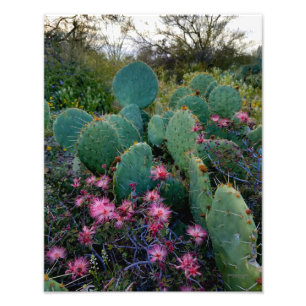 Pink Fairy Duster Flowers & Prickly Pear Cactus Photo Print