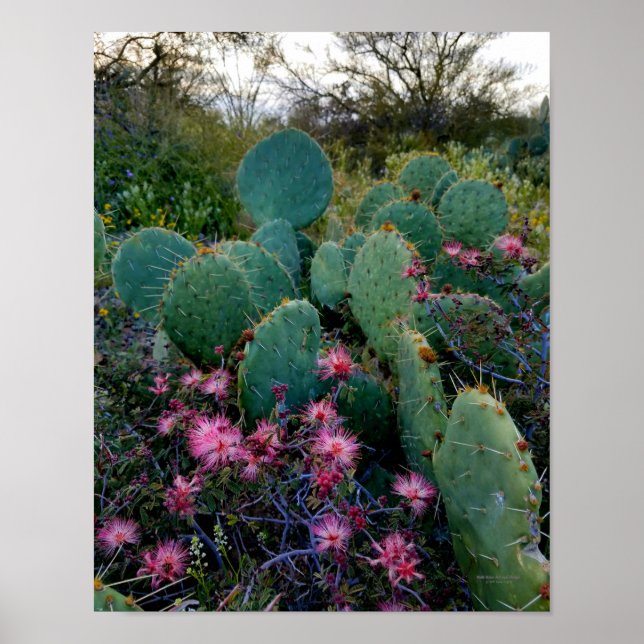Pink Fairy Duster Flowers & Prickly Pear Cactus Poster (Front)