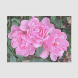 Pink Fairy Roses Tissue Paper