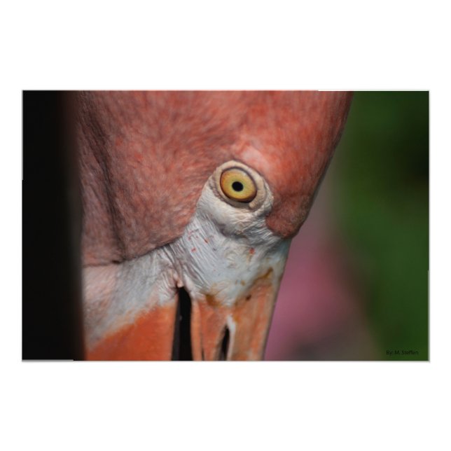 Pink Falmingo  Photo Print (Front)