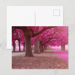 Pink Fantasy park Postcard