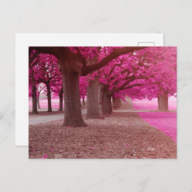 Pink Fantasy park Postcard (Front/Back)