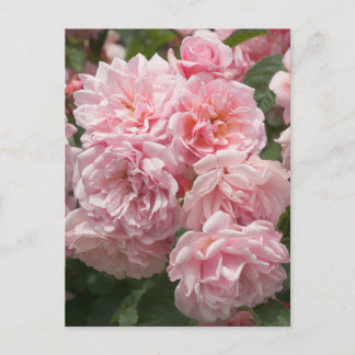 Pink Felicia Roses Postcard