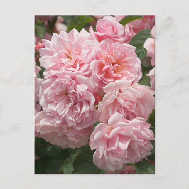 Pink Felicia Roses Postcard (Front)