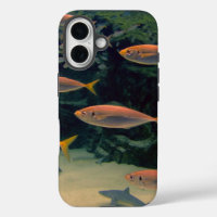 Pink Fish Shoal Underwater Photo