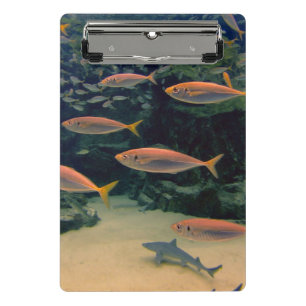 Pink Fish Shoal Underwater Photo Mini Clipboard