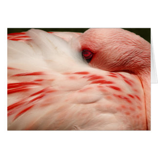 Pink Flamingo