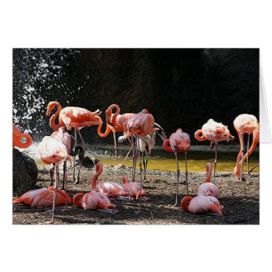 Pink Flamingo