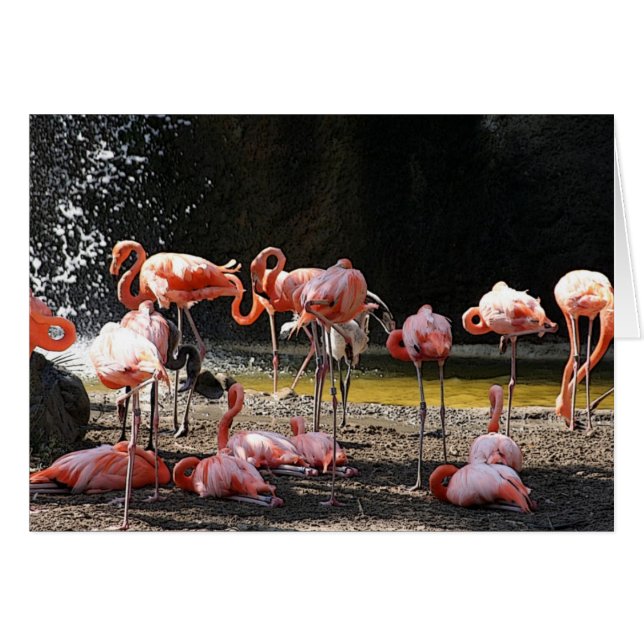 Pink Flamingo (Front Horizontal)
