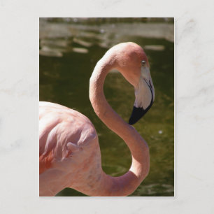 pink flamingo bird postcard