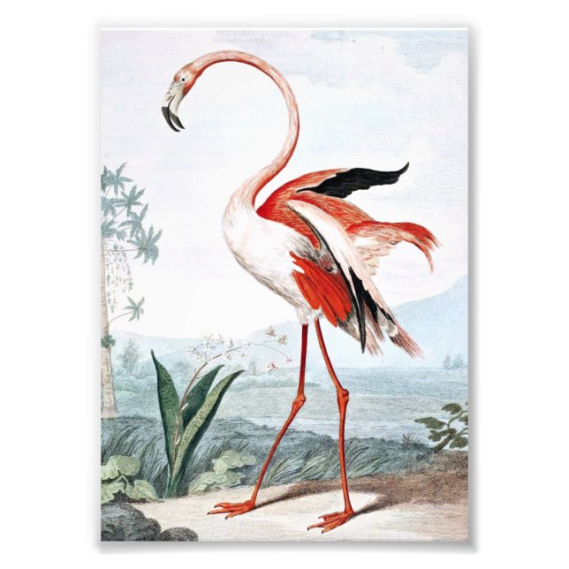 Pink Flamingo Bird Vintage Art Photo Print (Front)