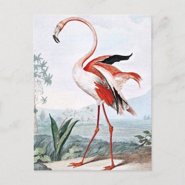 Pink Flamingo Bird Vintage Art Postcard (Front)
