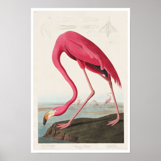 Pink Flamingo by Audubon Poster (Front)