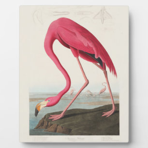 Pink Flamingo by John Audubon Plaque