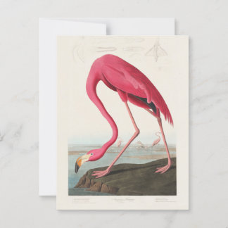 Pink Flamingo by John Audubon Postcard