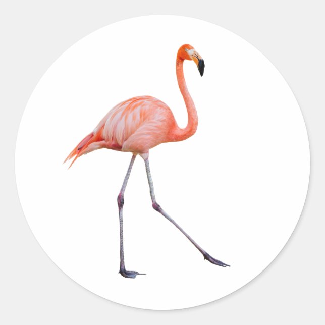 Pink Flamingo Classic Round Sticker (Front)