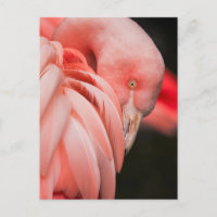Pink Flamingo Close-up Photo Postcard