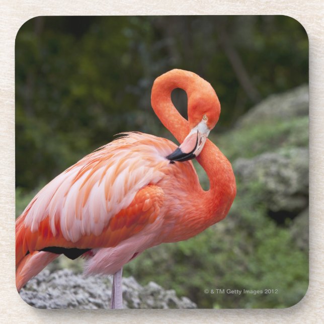 Pink Flamingo Coaster (Front)