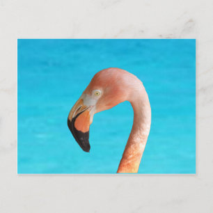 Pink flamingo face against blue water on holiday postcard
