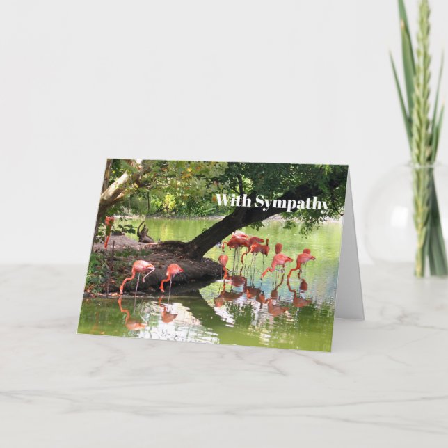 Pink Flamingo Flock Wildlife Photo Sympathy Card (Front)