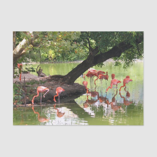 Pink Flamingo Flock Wildlife Photo Tissue Paper (Front)