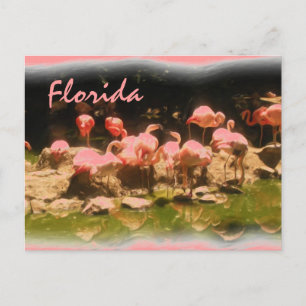Pink flamingo Florida postcard
