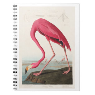 Pink Flamingo from Birds of America (1827) Notebook