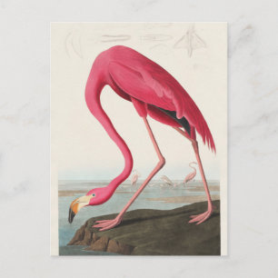 Pink Flamingo from Birds of America (1827)  Postcard