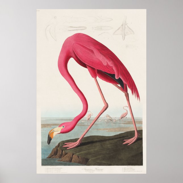 Pink Flamingo from Birds of America (1827) Poster (Front)