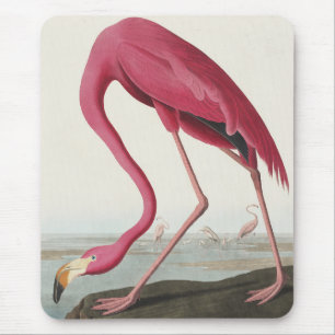 Pink Flamingo from Birds of America Mouse Mat