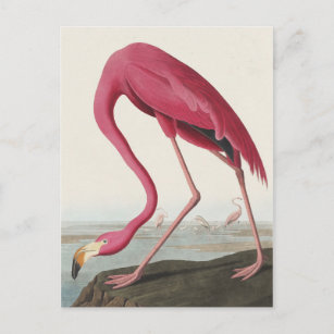 Pink Flamingo from Birds of America Postcard