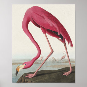 Pink Flamingo from Birds of America Poster