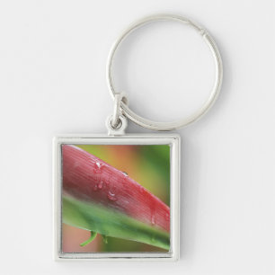Pink Flamingo Heliconia (Heliconia chartacea), Hil Key Ring