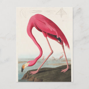 Pink Flamingo illustration Postcard