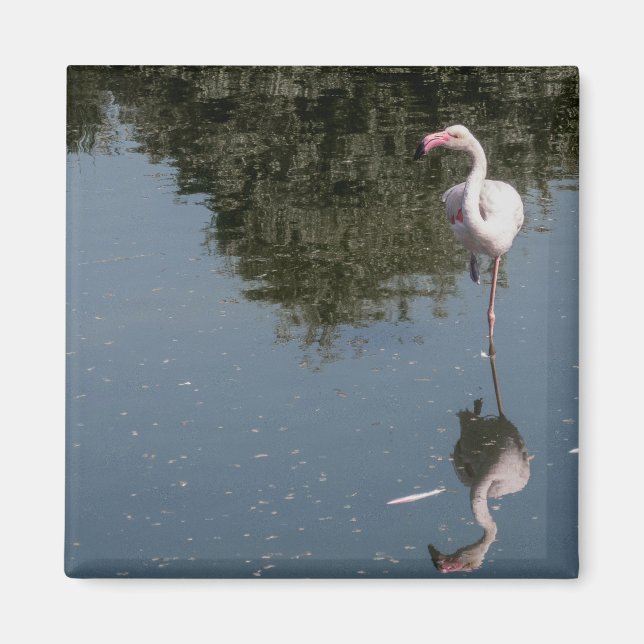 pink flamingo in the water magnet (Front)
