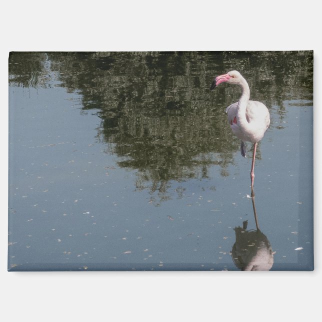 pink flamingo in the water magnet (Front)
