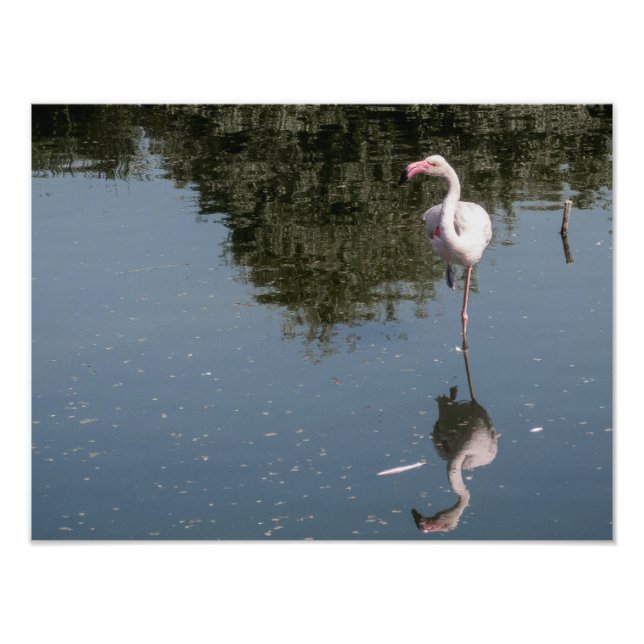 pink flamingo in the water photo print (Front)