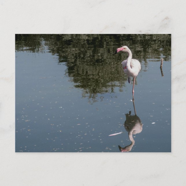 pink flamingo in the water postcard (Front)